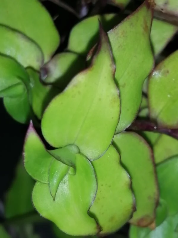 Begonia Caribbean King, foto 10