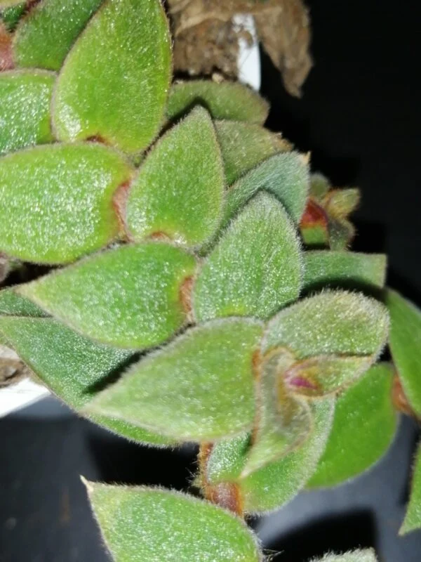 Begonia Caribbean King, foto 11
