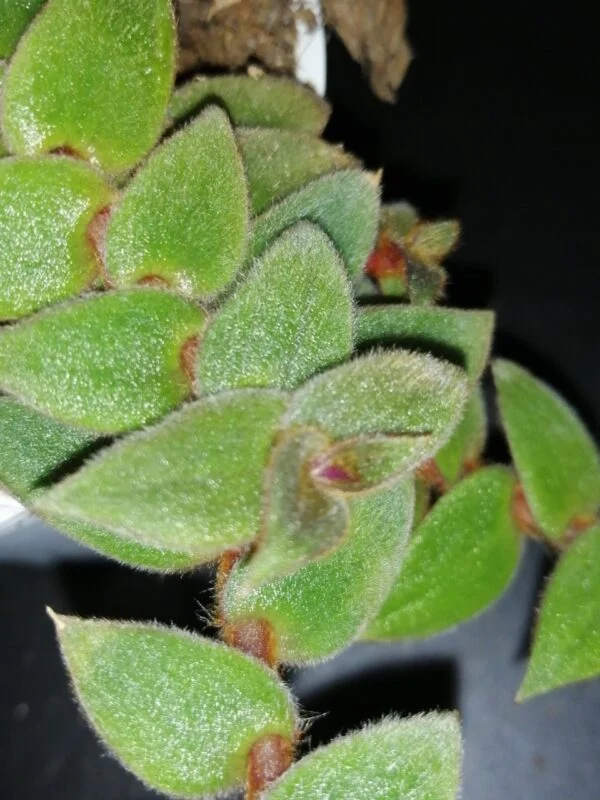 Begonia Caribbean King, foto 14