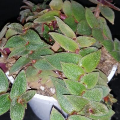 Cyanotis kewensis, Cyanotis beddomei