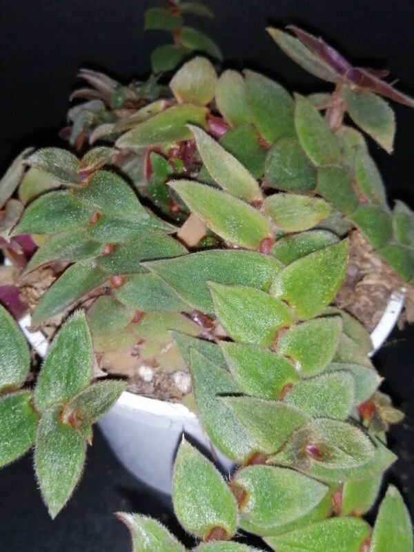 Begonia Caribbean King, foto 12