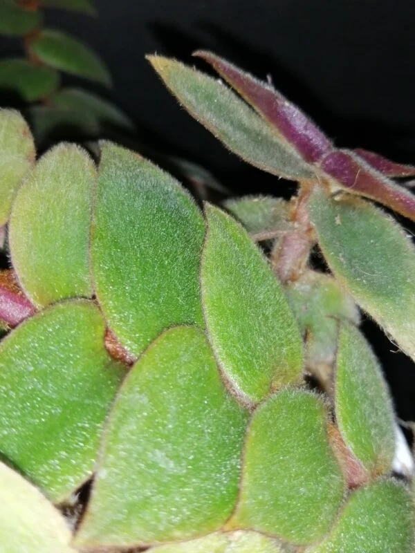 Begonia Caribbean King, foto 13