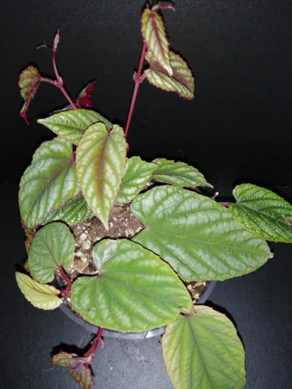 Begonia Caribbean King, foto 15