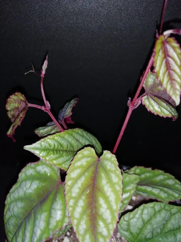 Begonia Caribbean King, foto 16