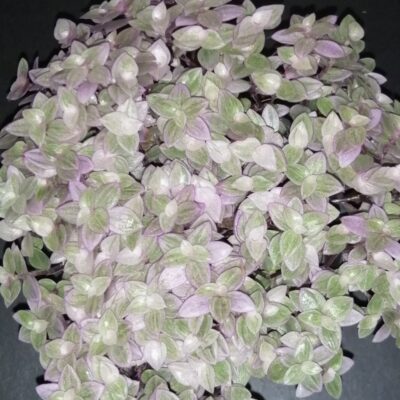 Callisia repens Rosato, Callisia Pink Panther