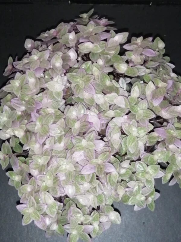Begonia Caribbean King, foto 17