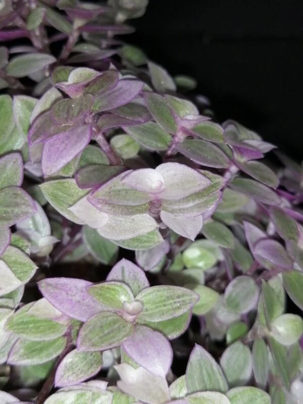 Callisia repens Rosato, Callisia Pink Panther, foto 2