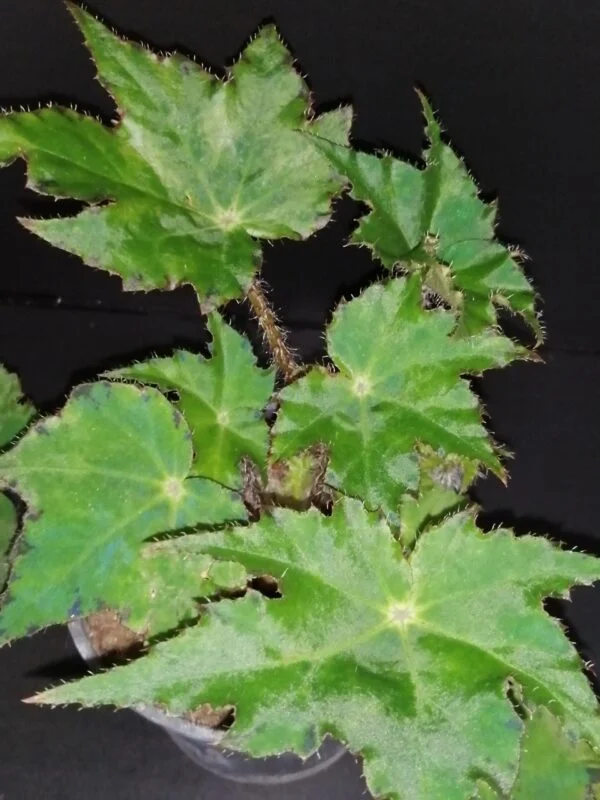 Begonia Silvana, pianta da interno