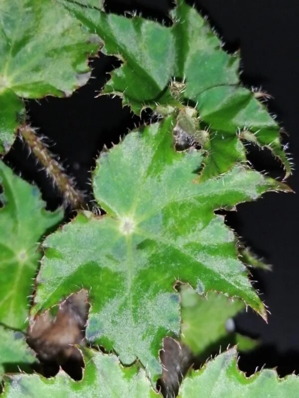 Begonia Silvana, foto 2
