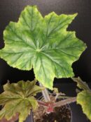 Begonia Caribbean King