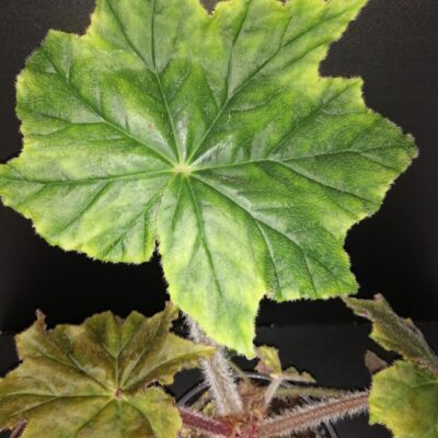 Begonia Caribbean King