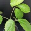 Pelargonium abrotanifolium, foto 37