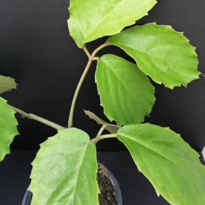 Tetrastigma voinierianum