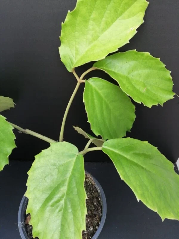 Pelargonium abrotanifolium, foto 37