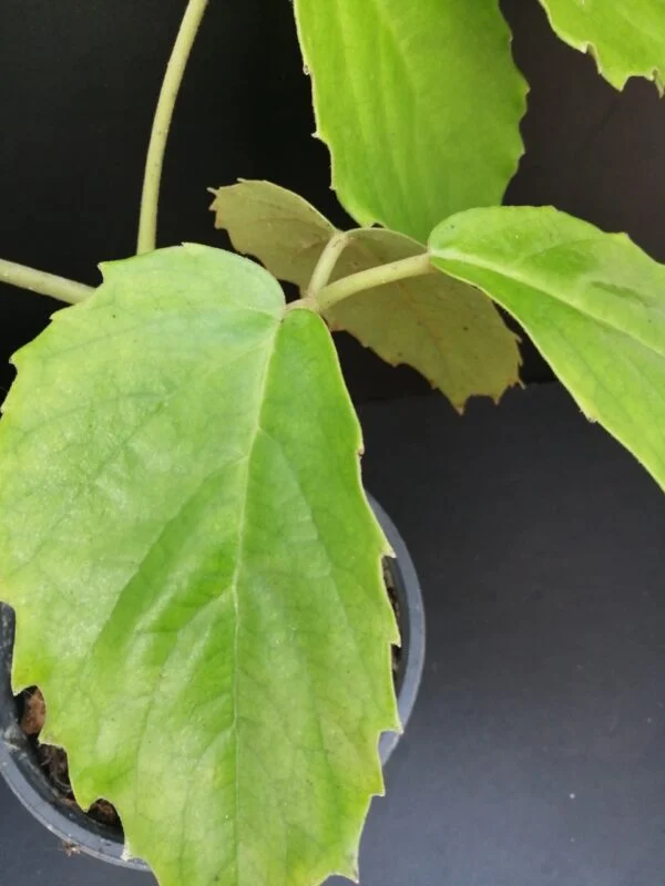 Pelargonium abrotanifolium, foto 38