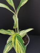 Alpinia zerumbet variegata