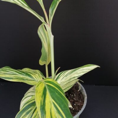 Alpinia zerumbet variegata