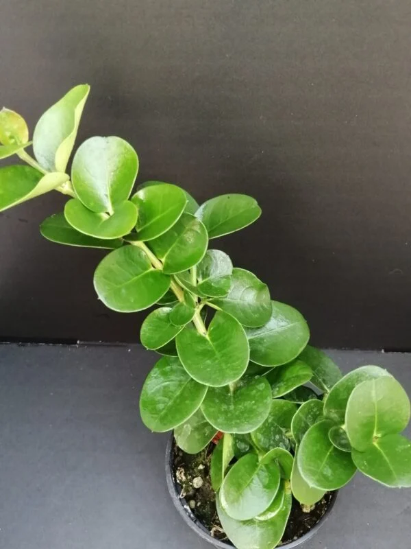 Pelargonium abrotanifolium, foto 5