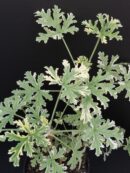 Pelargonium Mint Fresh
