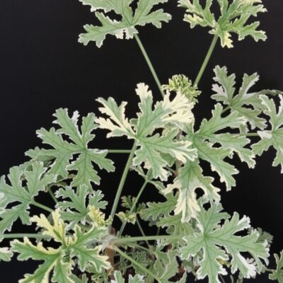 Pelargonium Mint Fresh