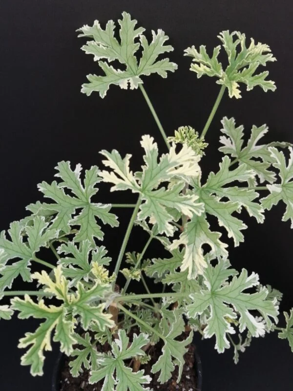 Pelargonium abrotanifolium, foto 7