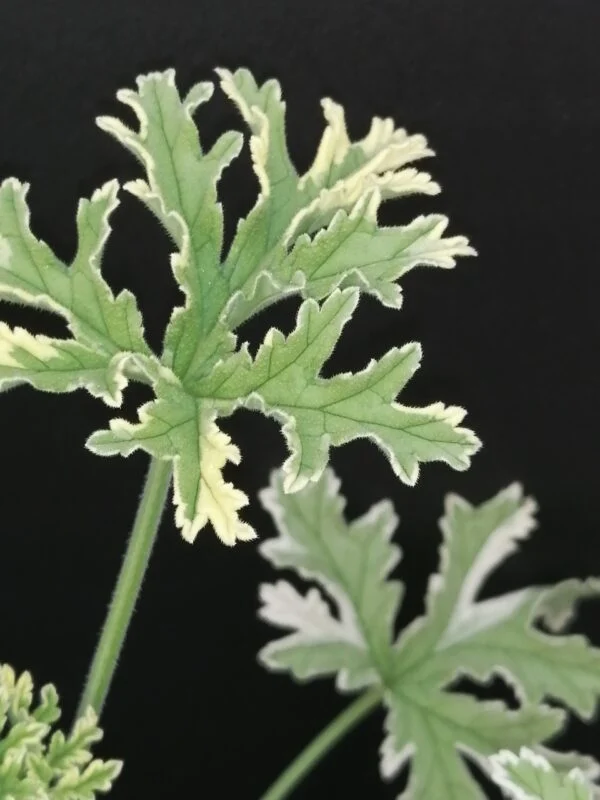Pelargonium abrotanifolium, foto 8