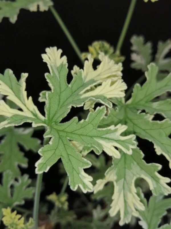 Pelargonium abrotanifolium, foto 9
