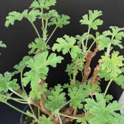 Pelargonium graveolens