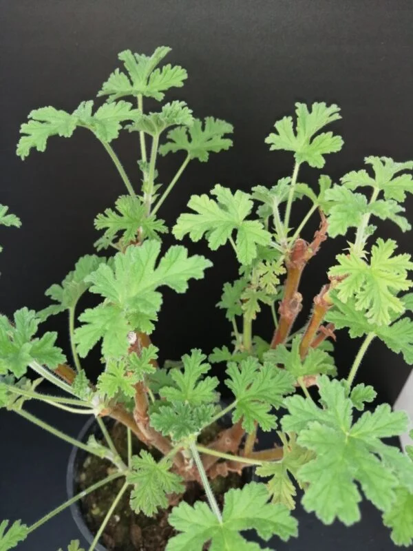 Pelargonium abrotanifolium, foto 10