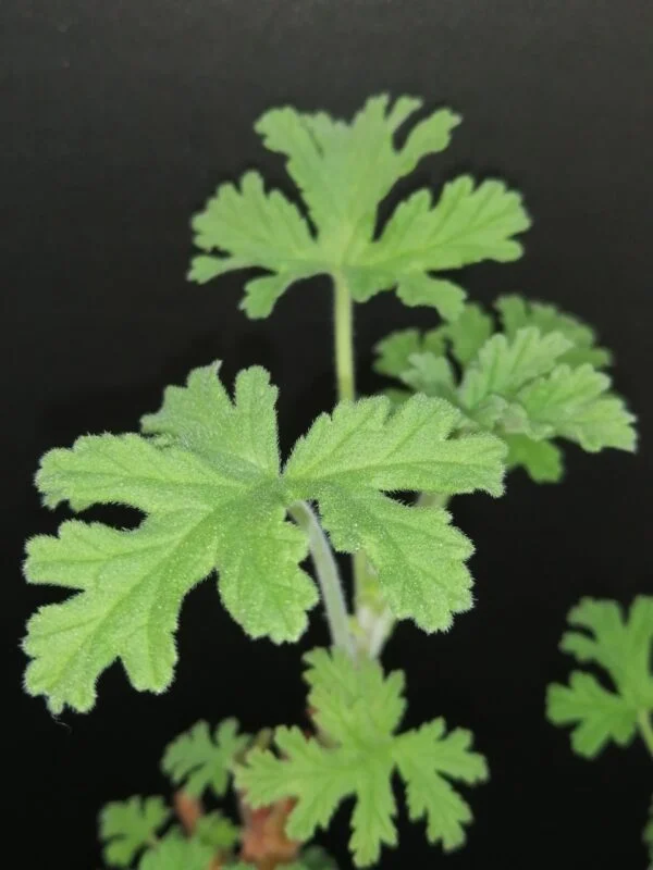Pelargonium abrotanifolium, foto 11