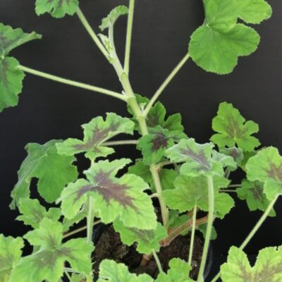 Pelargonium Chocolate Peppermint
