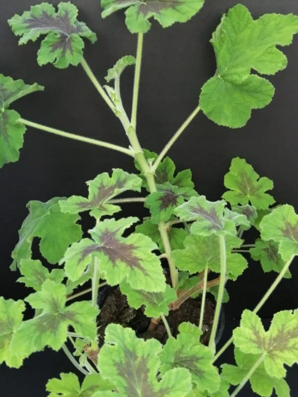 Pelargonium abrotanifolium, foto 12
