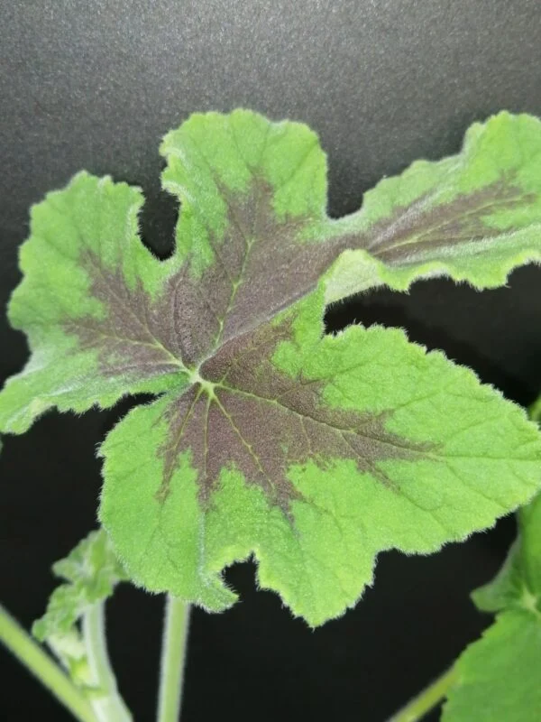 Pelargonium abrotanifolium, foto 13