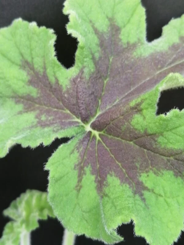 Pelargonium abrotanifolium, foto 14