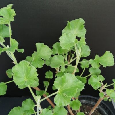 Pelargonium Cola Fresh