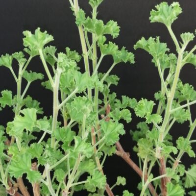 Pelargonium crispum major