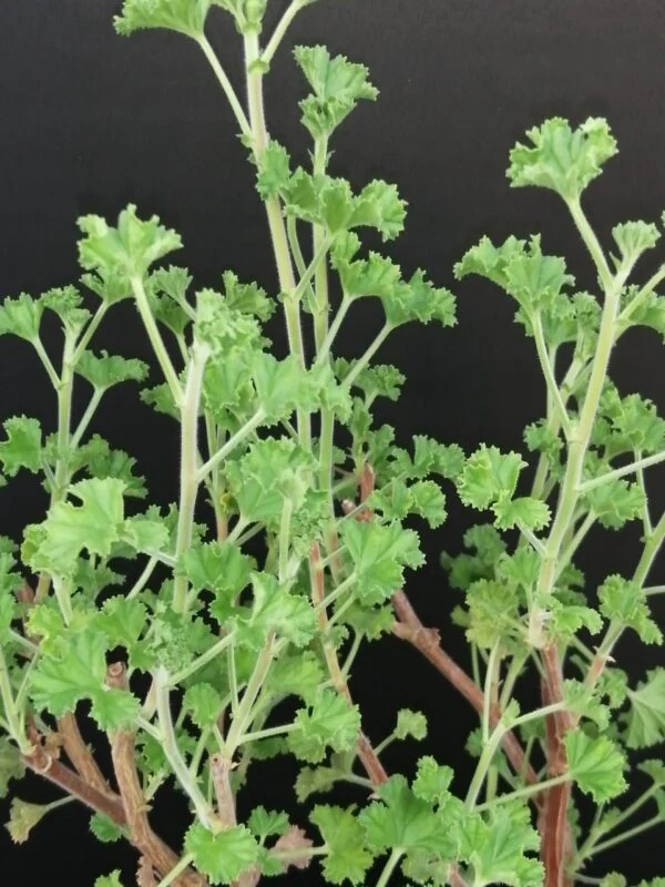 Pelargonium abrotanifolium, foto 15