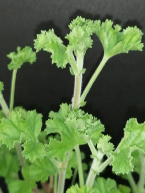 Pelargonium abrotanifolium, foto 16