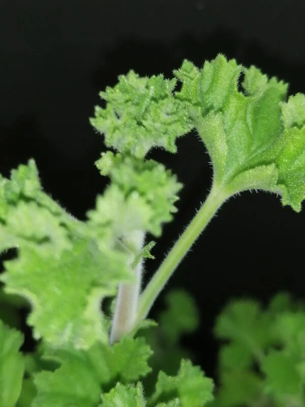 Pelargonium abrotanifolium, foto 17