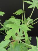 Pelargonium acerifolium
