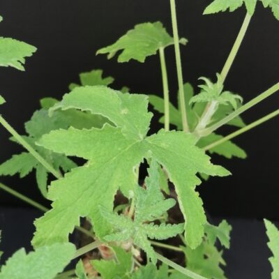 Pelargonium acerifolium