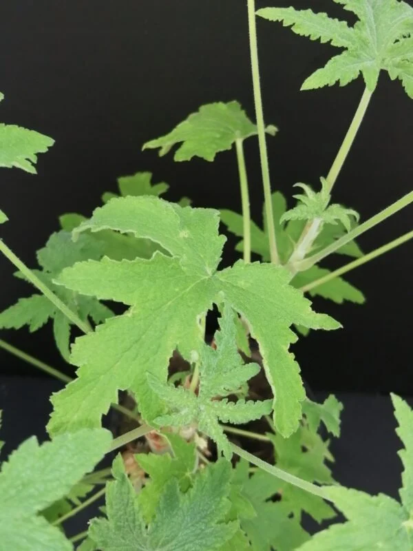 Pelargonium acerifolium, pianta da esterno