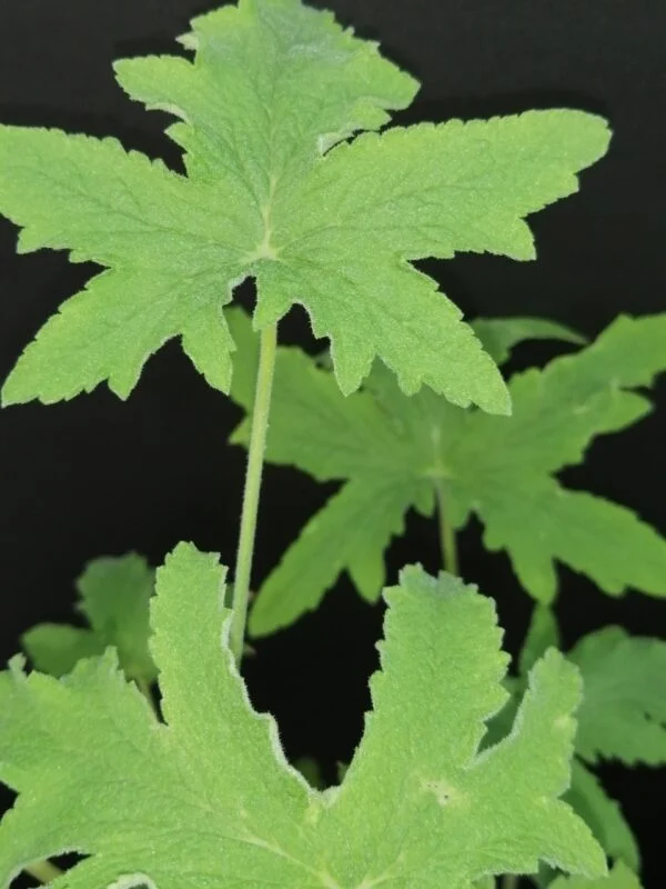 Pelargonium acerifolium, foto 2