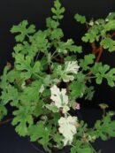 Pelargonium quercifolium Variegato