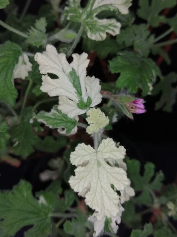 Pelargonium abrotanifolium, foto 21