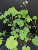 Pelargonium odoratissimum