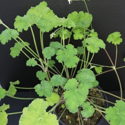 Pelargonium odoratissimum