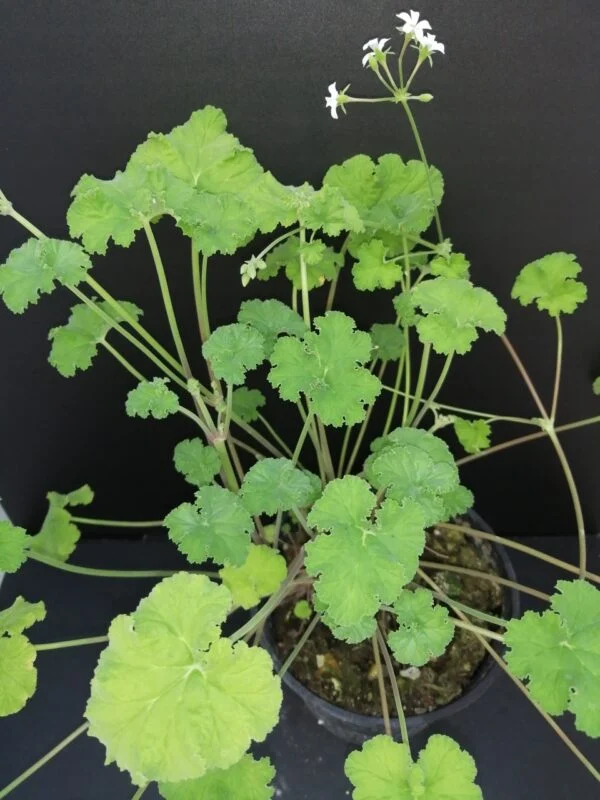 Pelargonium abrotanifolium, foto 22