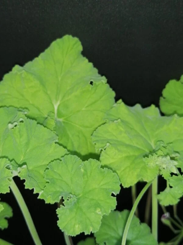 Pelargonium abrotanifolium, foto 23