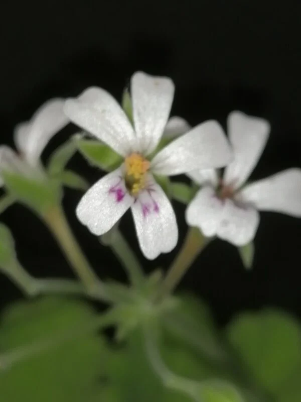Pelargonium abrotanifolium, foto 24